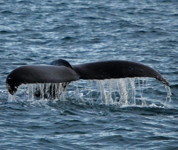 whale watching tours mexico