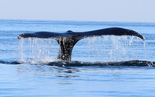 whale watching tours mexico