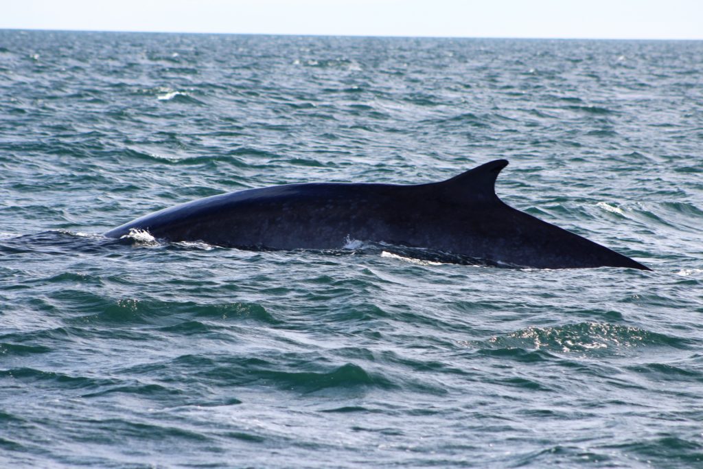 excursions in rocky point mexico